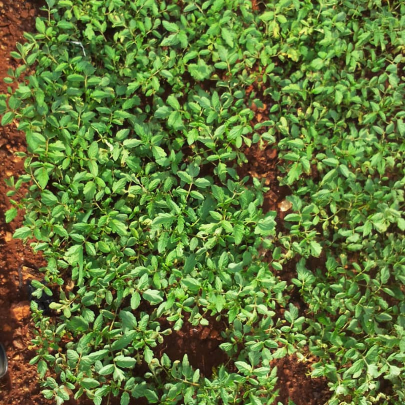 Tomato Seedlings