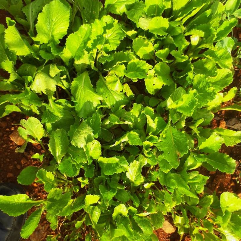 Chinese Cabbage Seedlings