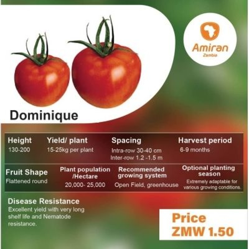 Tomato Dominique 500 Seeds