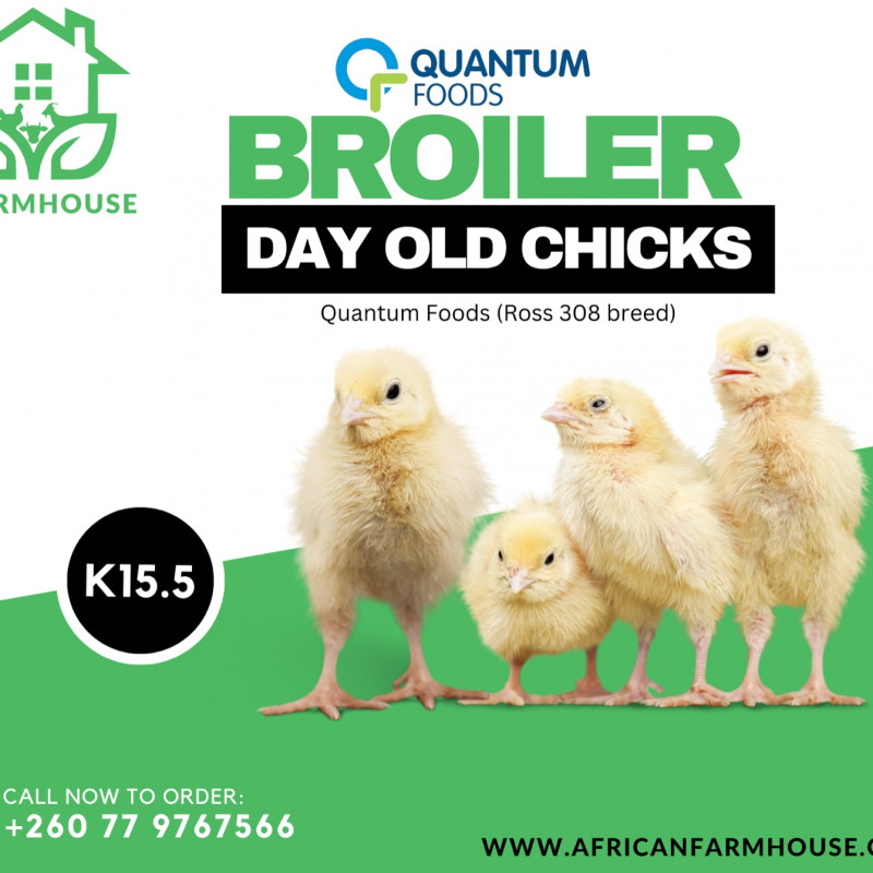 QUANTUM BROILER DAY OLD CHICKS