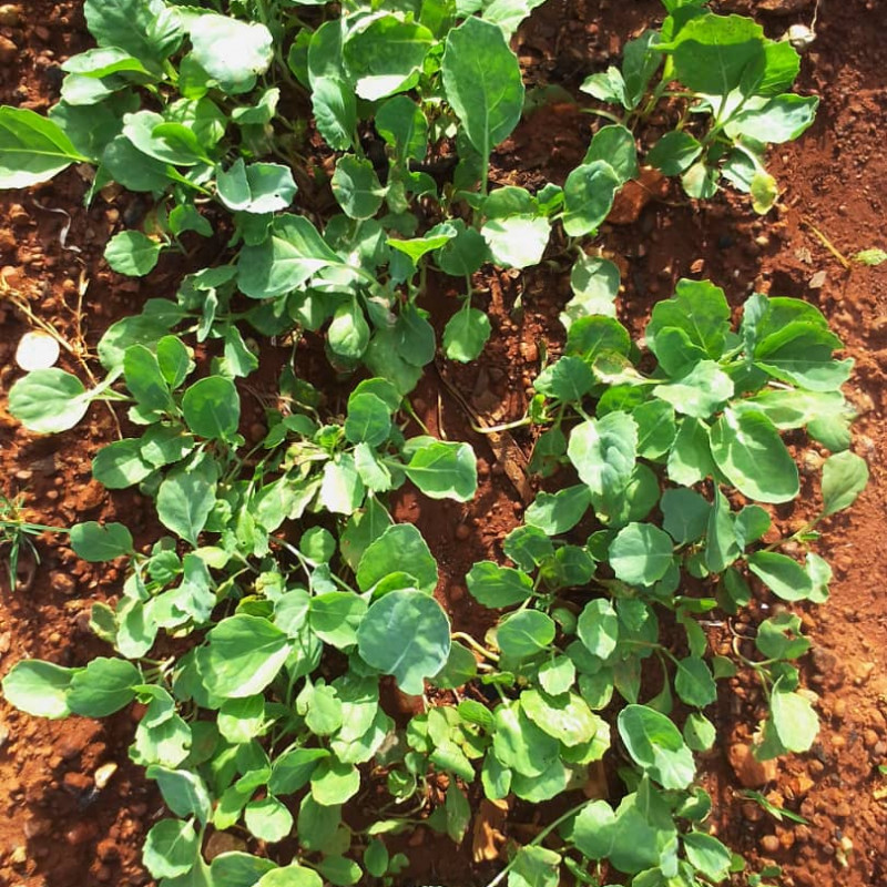 Rape Seedlings